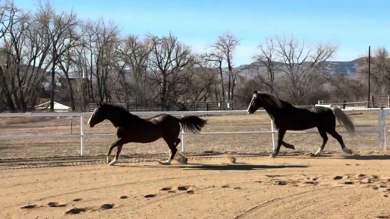 #horse #horses ##rockymountainhorse #quarterhorse #happyhorse ##horselove #horsepower #horselife 