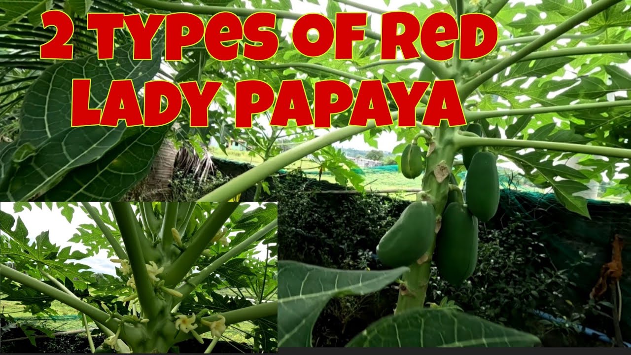 Naglagay na agad ako mg vermicast sa ibang pananim | Ang dalawang klaseng red lady papaya