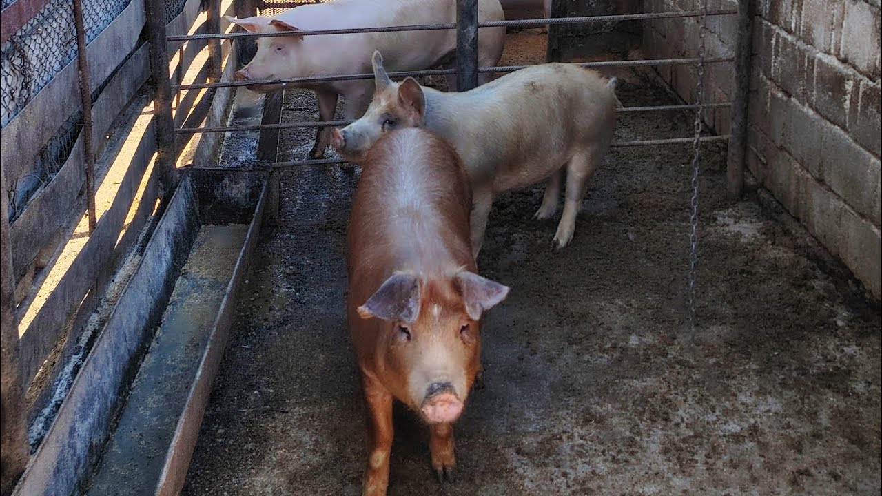 Au înflorit pomii - vacile - vlog de la unchiu 🐮🔆🔆🐷#cătălinandtheanimals #animals #fun #farm 