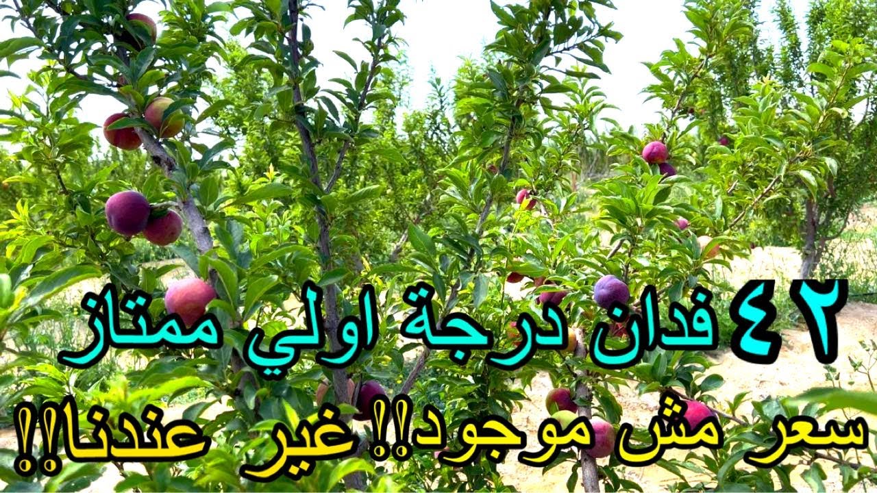 خد المزرعة دي و انت مغمض 42 فدان متاسسة فواكه في وادي النطرون طريق مصر اسكندرية الصحراوي