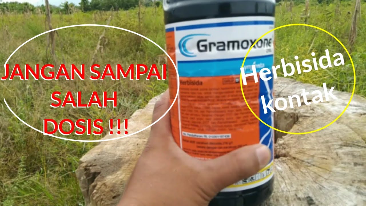 CARA PENGGUNAAN HERBISIDA GRAMOXONE