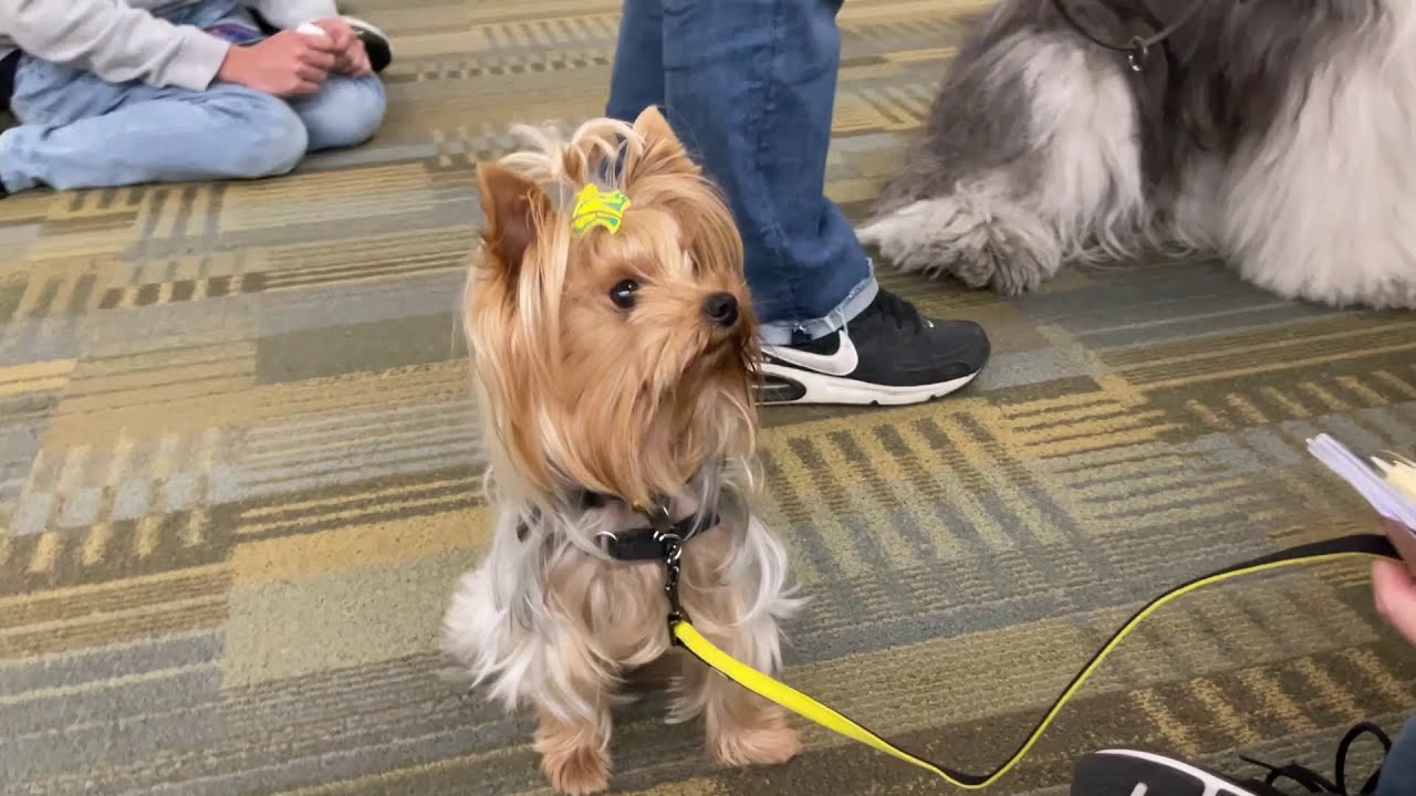 Meet Therapy Dog Winston