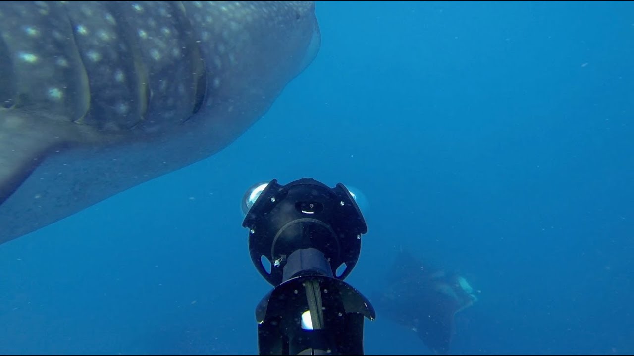 Whale Sharks & Manta Rays: Isla Contoy, Mexico