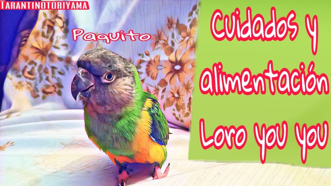 El LORO YOU YOU o LORO de SENEGAL 🇪🇦🇸🇳 - Os PRESENTO a PAQUITO 🦜🌴