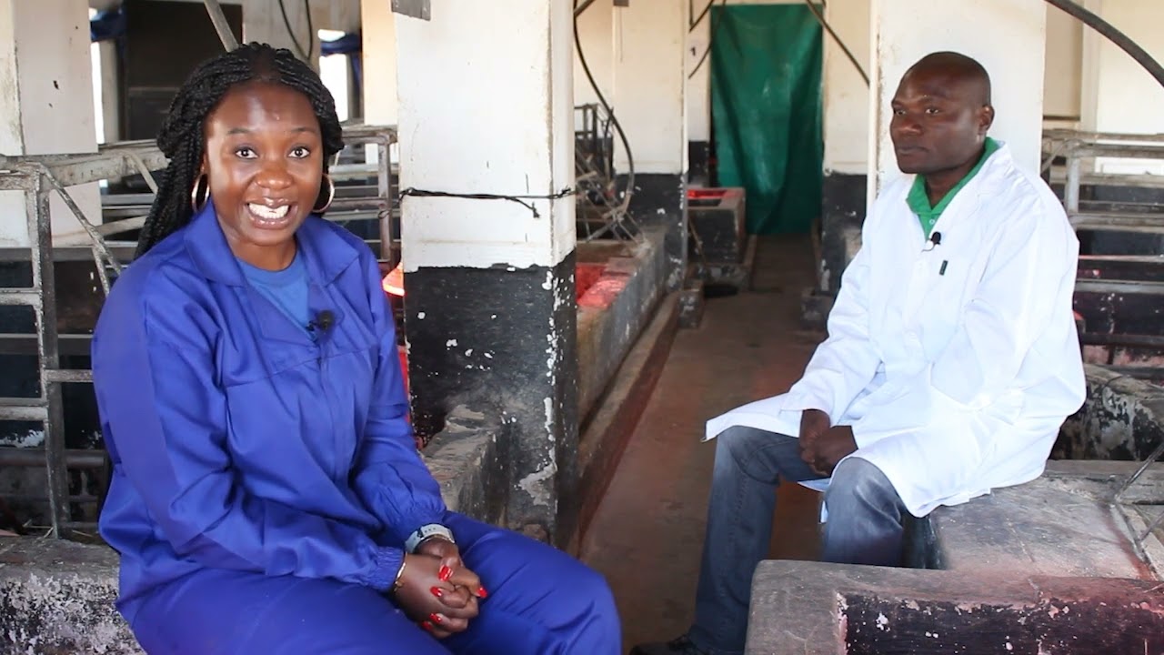 PIGGERY ENTERPRISE SOW MANAGEMENT IN ZIMBABWE