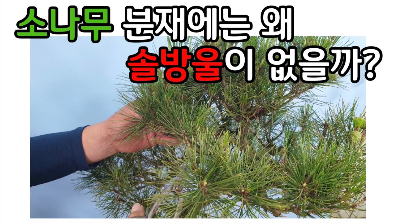 분재관리 305강 소나무 분재에는 왜 솔방울이 없을까?