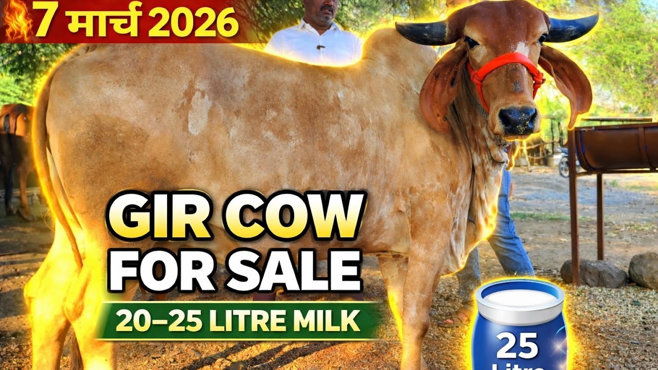 gir cow for sale #🎥 सफरबाजाराची खास भेट||🐄 25 लिटर दूध! रेकॉर्ड ब्रेकिंग