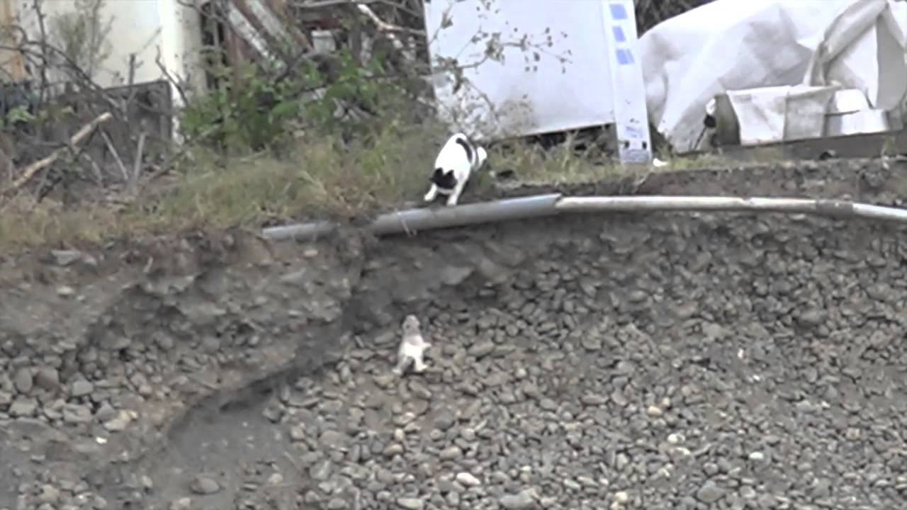 猫ママ、子猫を救う