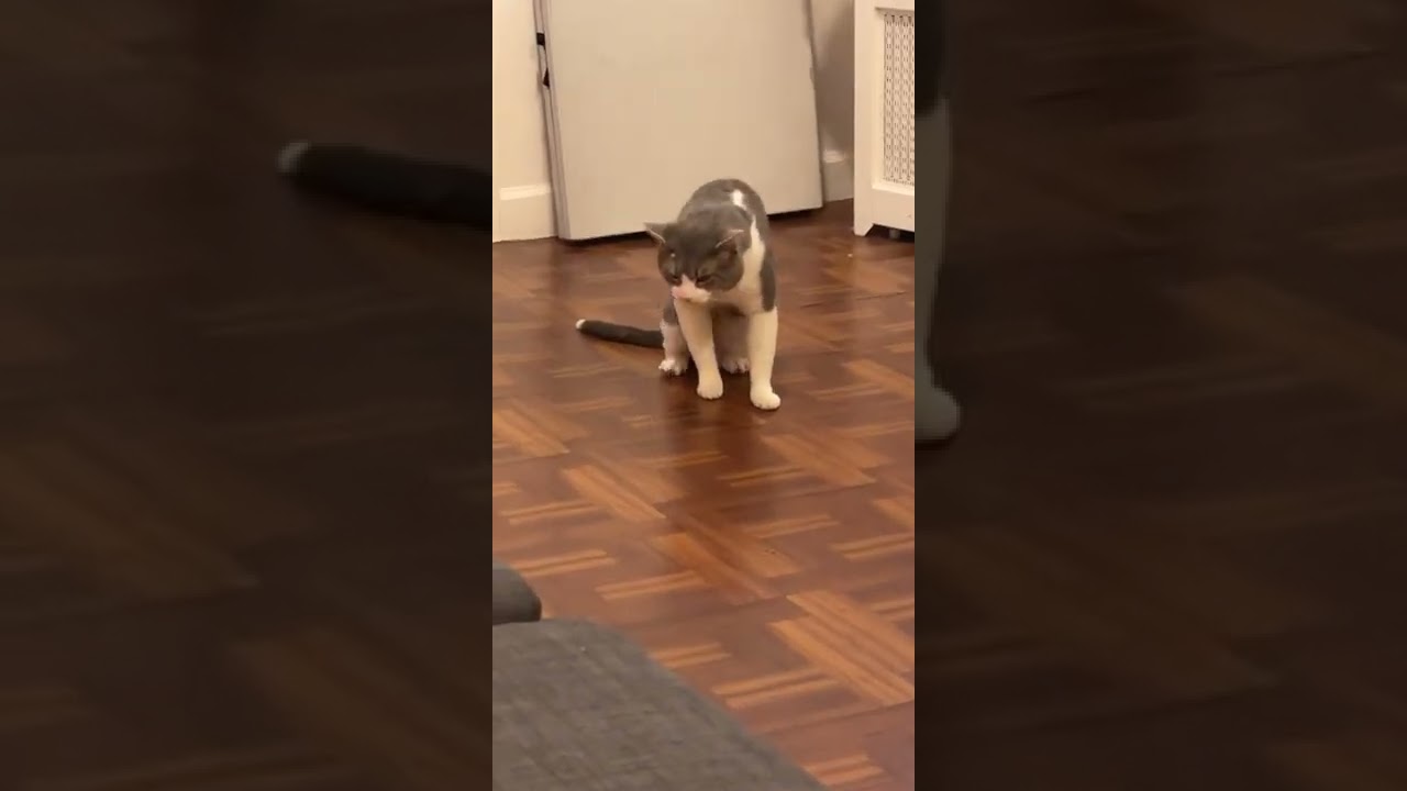 Grey And White Cat On Floor Heaving Hair Ball Dance