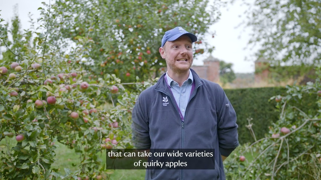 Apple Harvest at Wimpole Estate