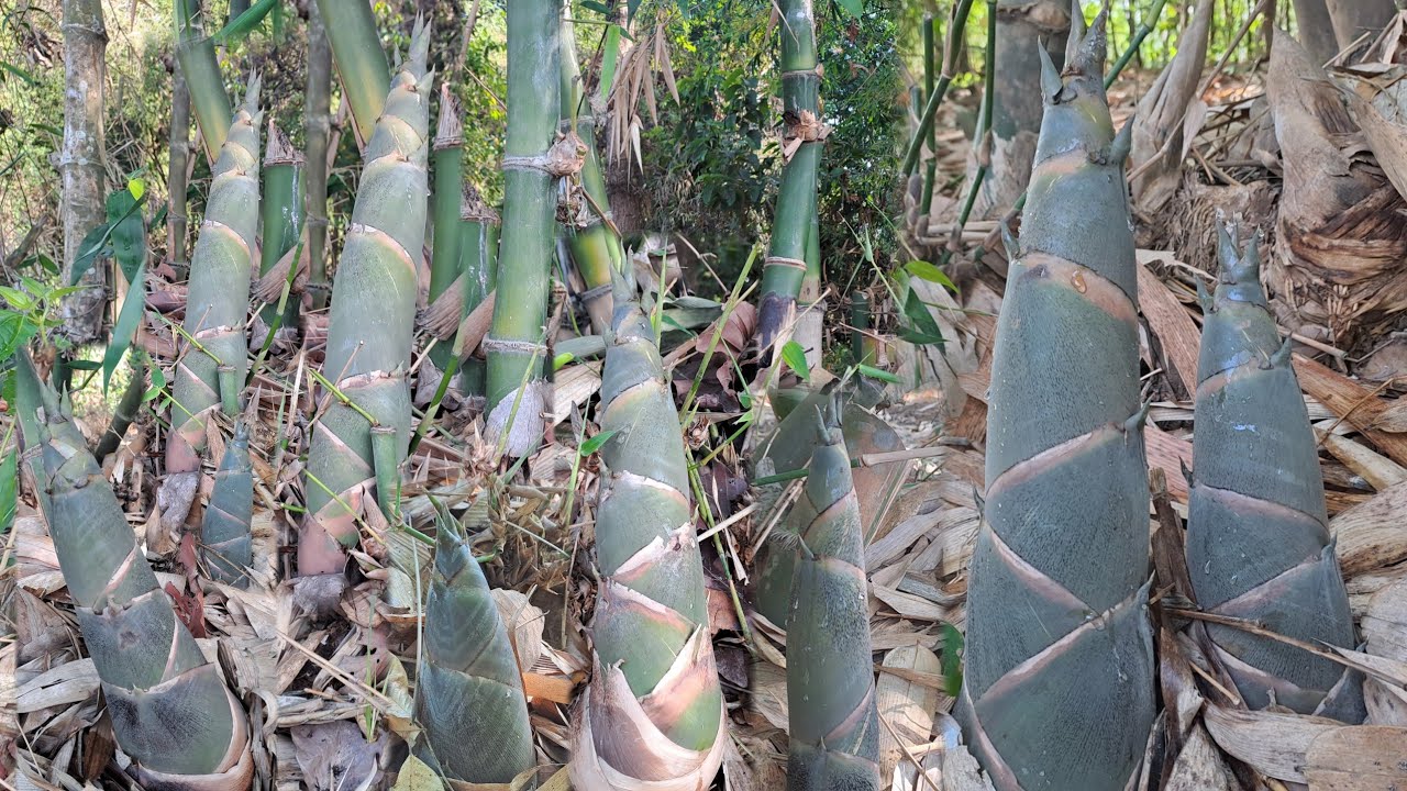 ทั้งหัก..ทั้งปอก..ทั้งแกง..แบบฟินๆหาหน่อไม้วันที่13เม.ย68 เจอหน่อใหญ่ๆออกเต็มกอแกงหน่อไม้ใส่เห็ดเผาะ