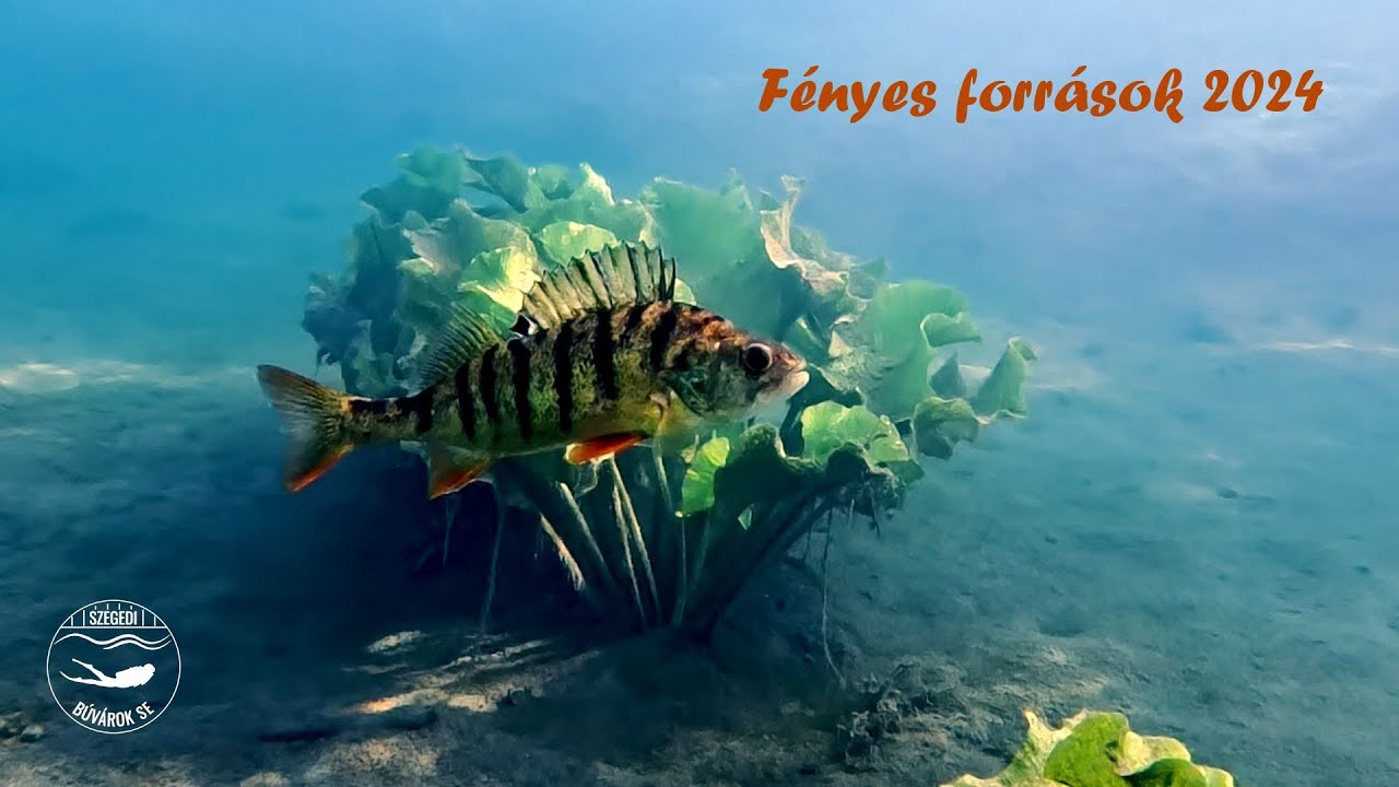 Tata Fényes források 2024