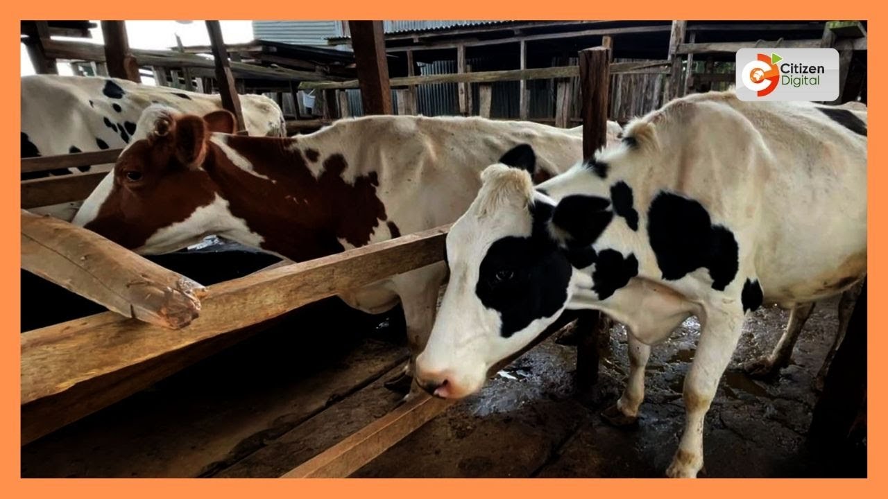 Smart Farm | Nyandarua dairy farmers embrace climate-smart forages to boost milk yields