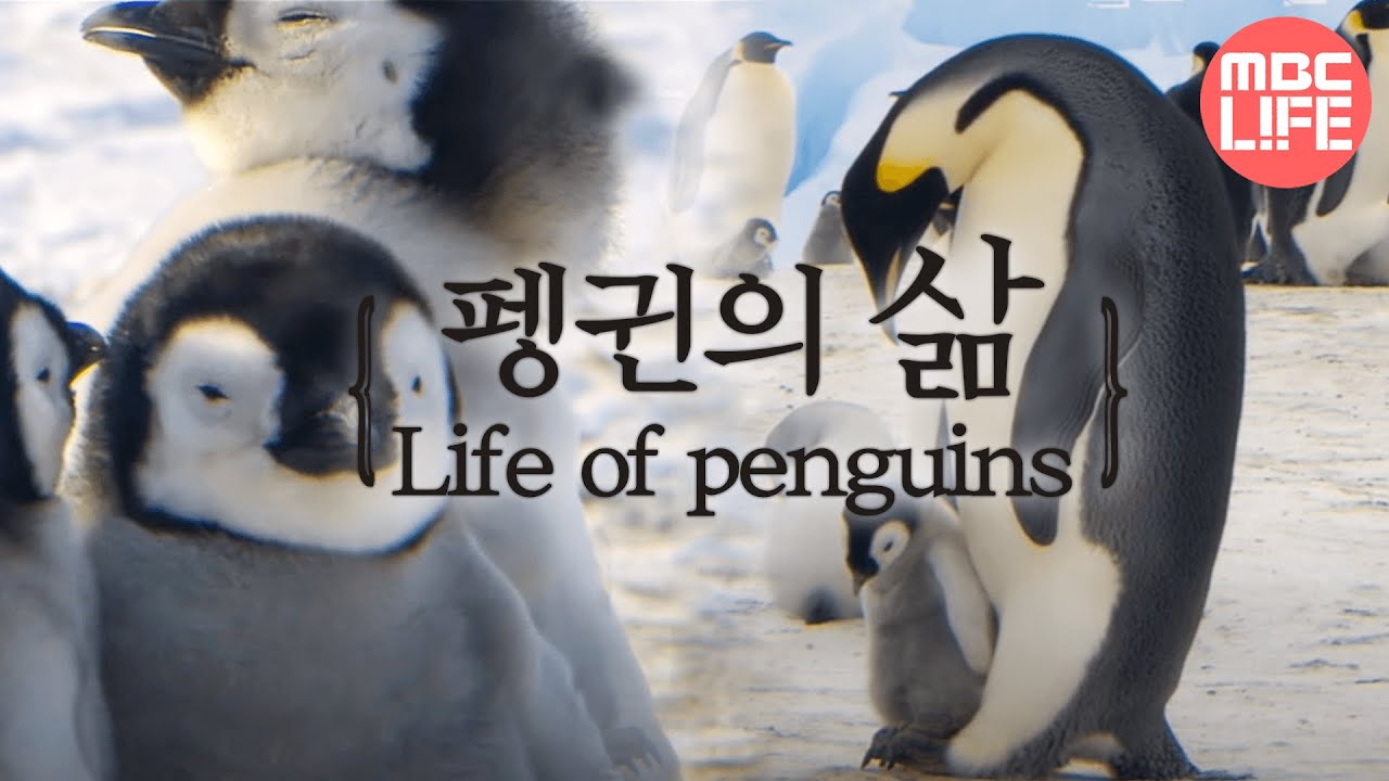 Life of penguins - Tears of the Antarctic EP01, #02, 얼음대륙 남극의 주인인 펭귄의 삶