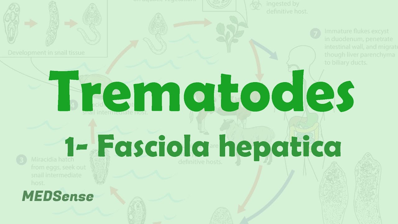 Fasciola hepatica
