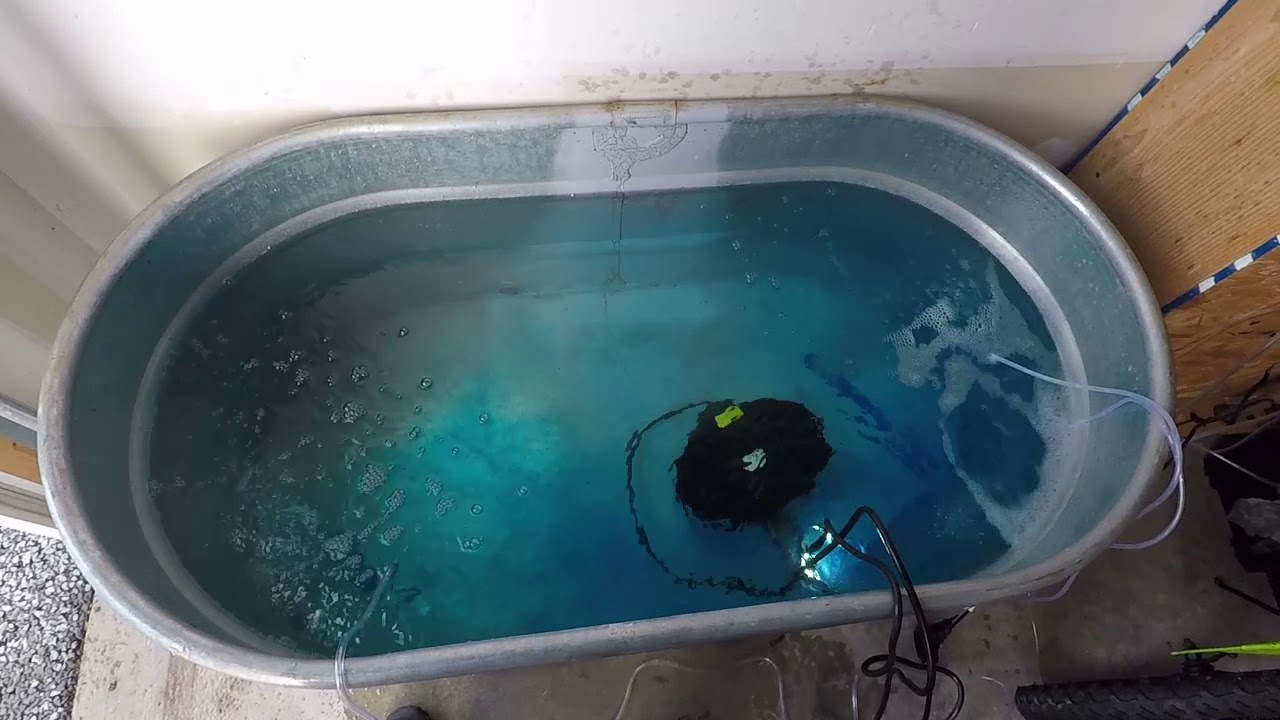 Keeping Live Bait Fish Alive At Home and in Transport