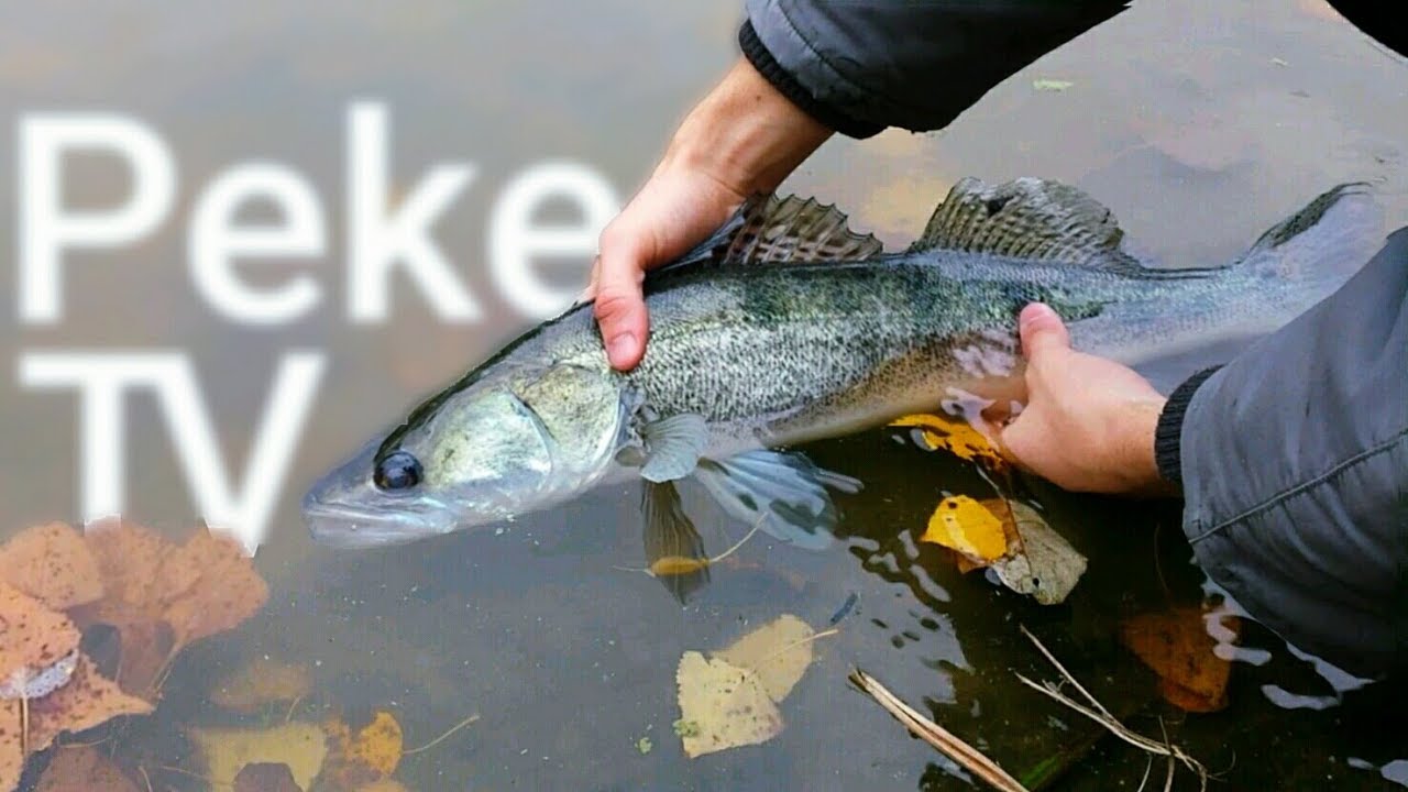 Vadkerti-tavi pecatúra - Egy nap a süllőkkel!