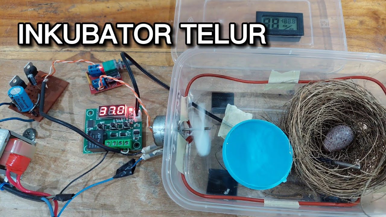 Saya Membuat Mesin Inkubator Penetas Telur Burung Sederhana