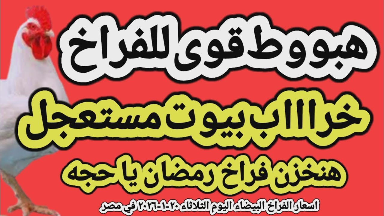 اسعار الفراخ البيضاء اليوم/ سعر الفراخ البيضاء اليوم الثلاثاء ٢٠-١-٢٠٢٦ في مصر جمله وقطاعي