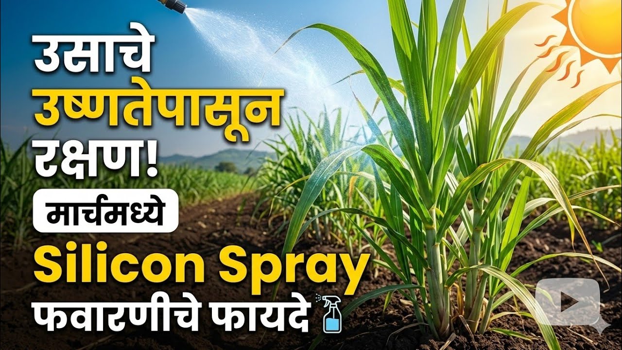 मार्चच्या उष्णतेत ऊस वाचवायचा असेल तर ही Silicon फवारणी करा! 90% शेतकऱ्यांना माहित नाही #उसशेती