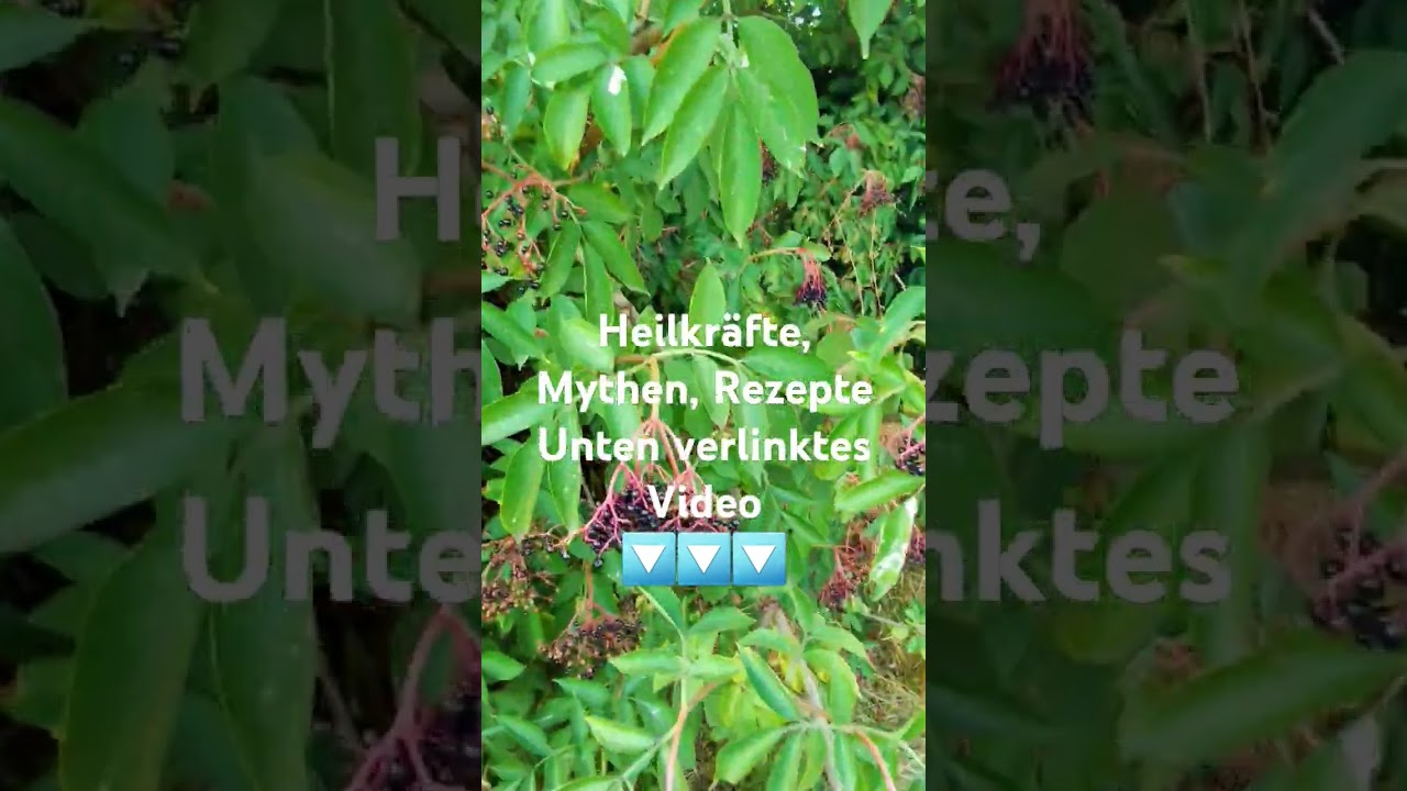 🖤🌳 Holunderzeit! Jetzt schnell ernten und genießen 😋 