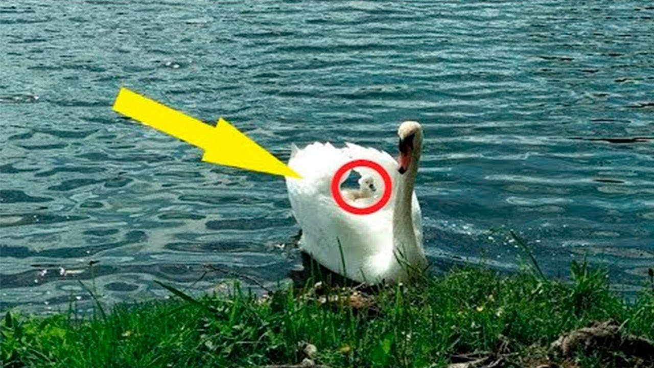 Look at who this Male Swan is raising all Alone