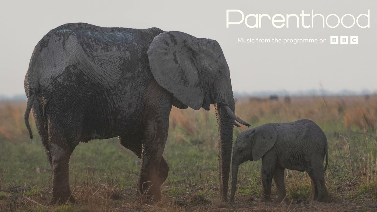 Sam Ryder - Go Steady from BBC's Parenthood (Official Audio)