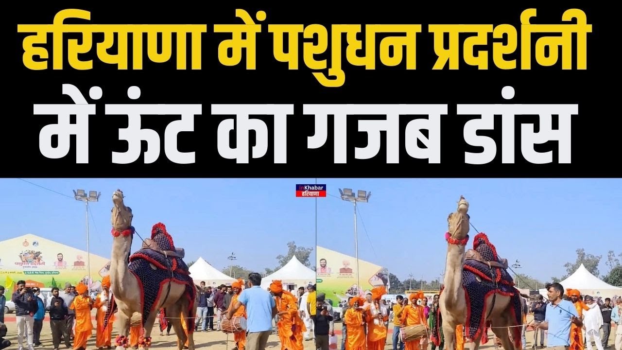 हरियाणा राज्य स्तरीय पशुधन प्रदर्शनी में ऊंट बना आकर्षण का केंद्र | Haryana News | Inkhabar Haryana