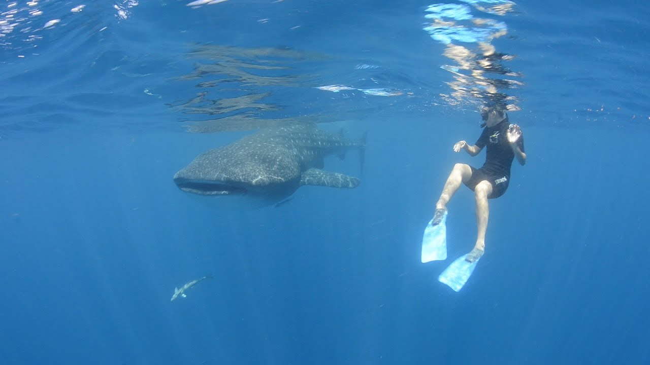 Whale Sharks, Lion Fish, Oh My! Ashley Gets Intimate With Cancun's Impressive Marine Life