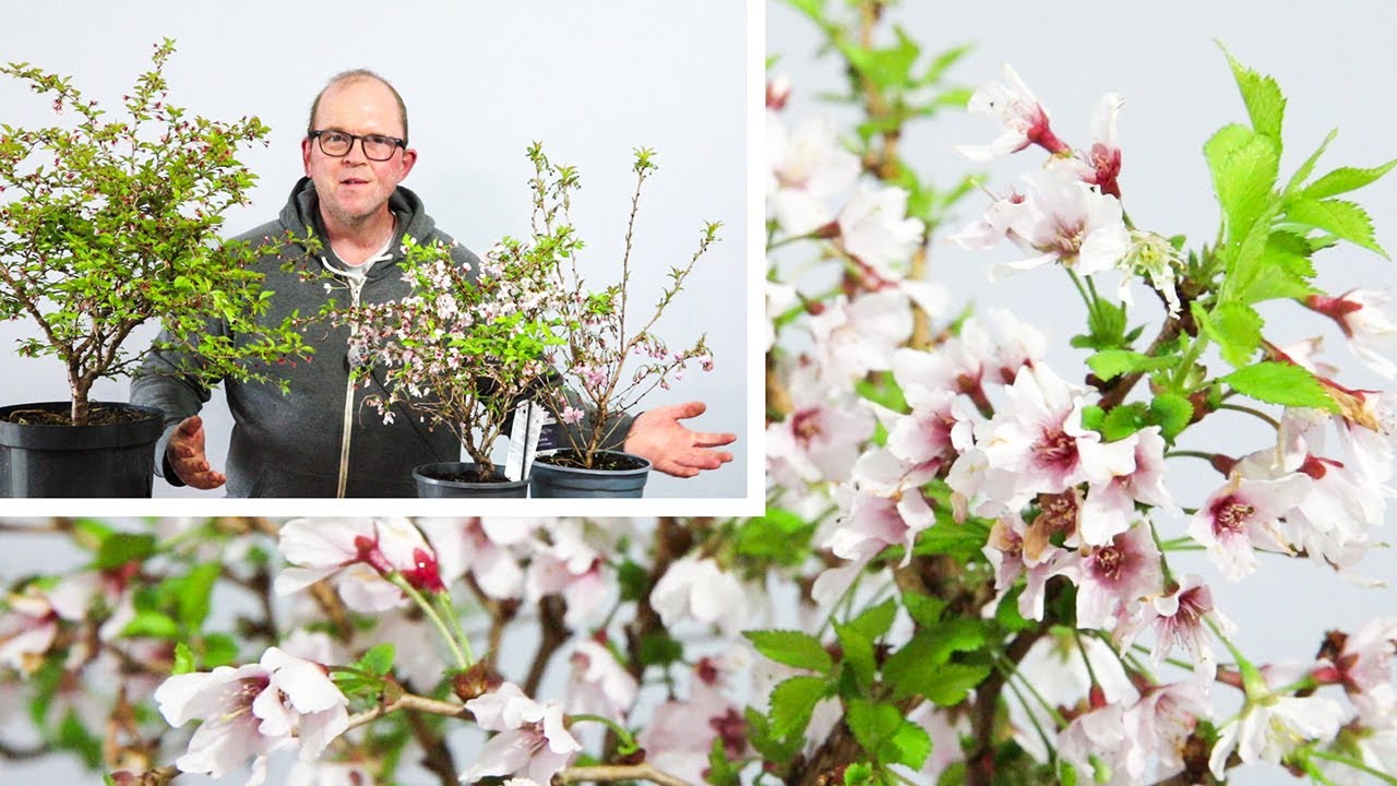 Kojo No Mai flowering cherry bonsai - Styling and Root work