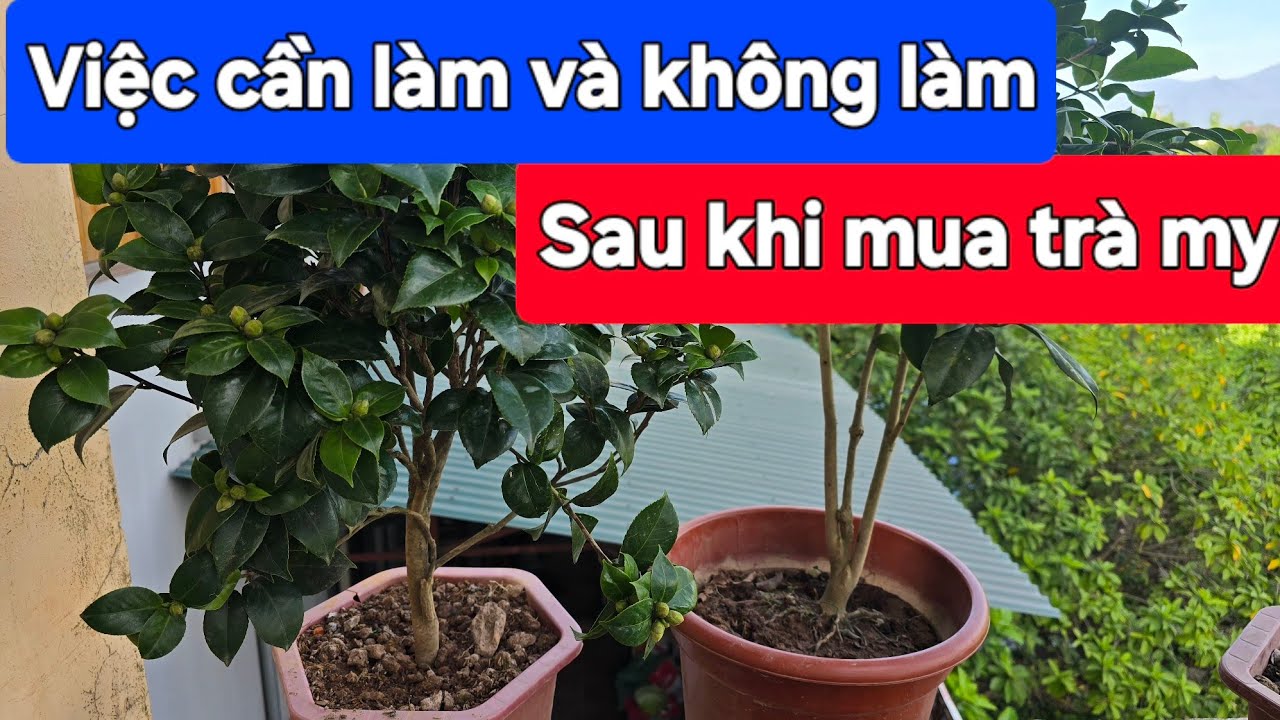 Việc cần và không cần làm sau khi mua cây trà my
