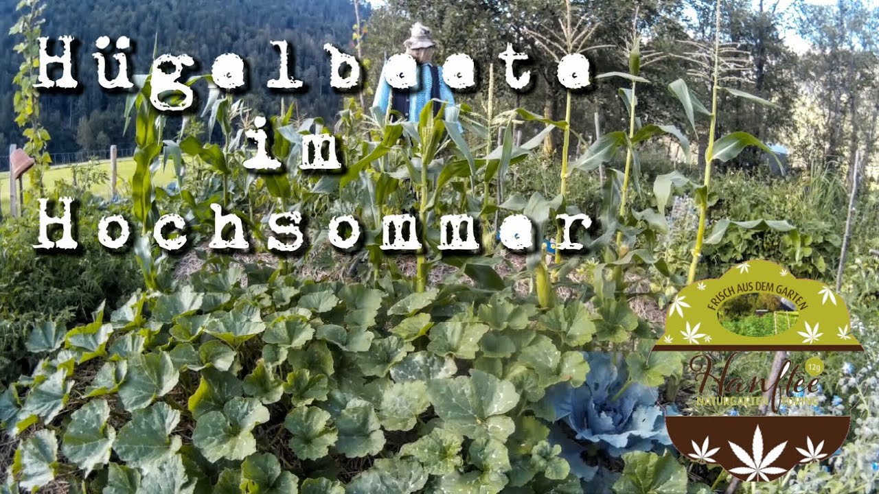 #H&uuml;gelbeete im Hochsommer 