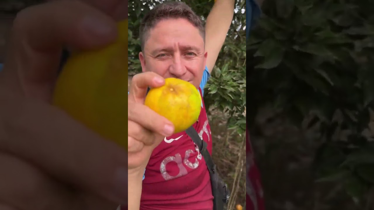 Fuimos agarrar mandarinas con Amy