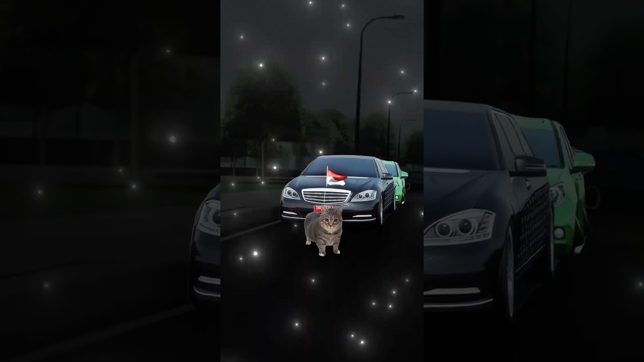 beberapa koleksi mobilku di CDID dengan si kucing
