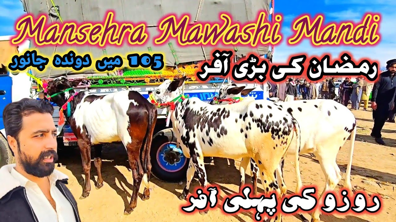 Mansehra Mandi Update | Masehra Mawashi Mandi Latest Update | Desi Bulls #mansehramandi #sktv27 