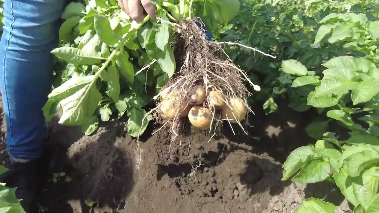 Ziemniak - nawożenie i biostymulacja w praktyce