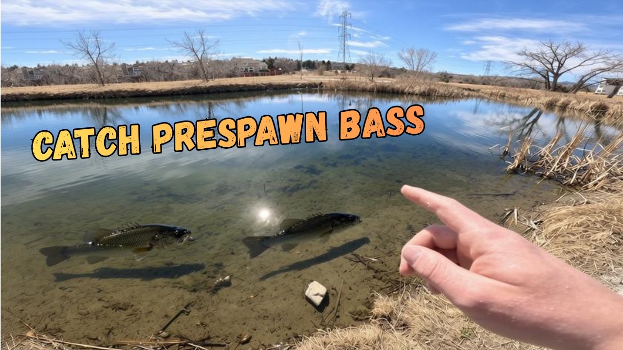 Catch MORE Prespawn Bass With THIS Bait