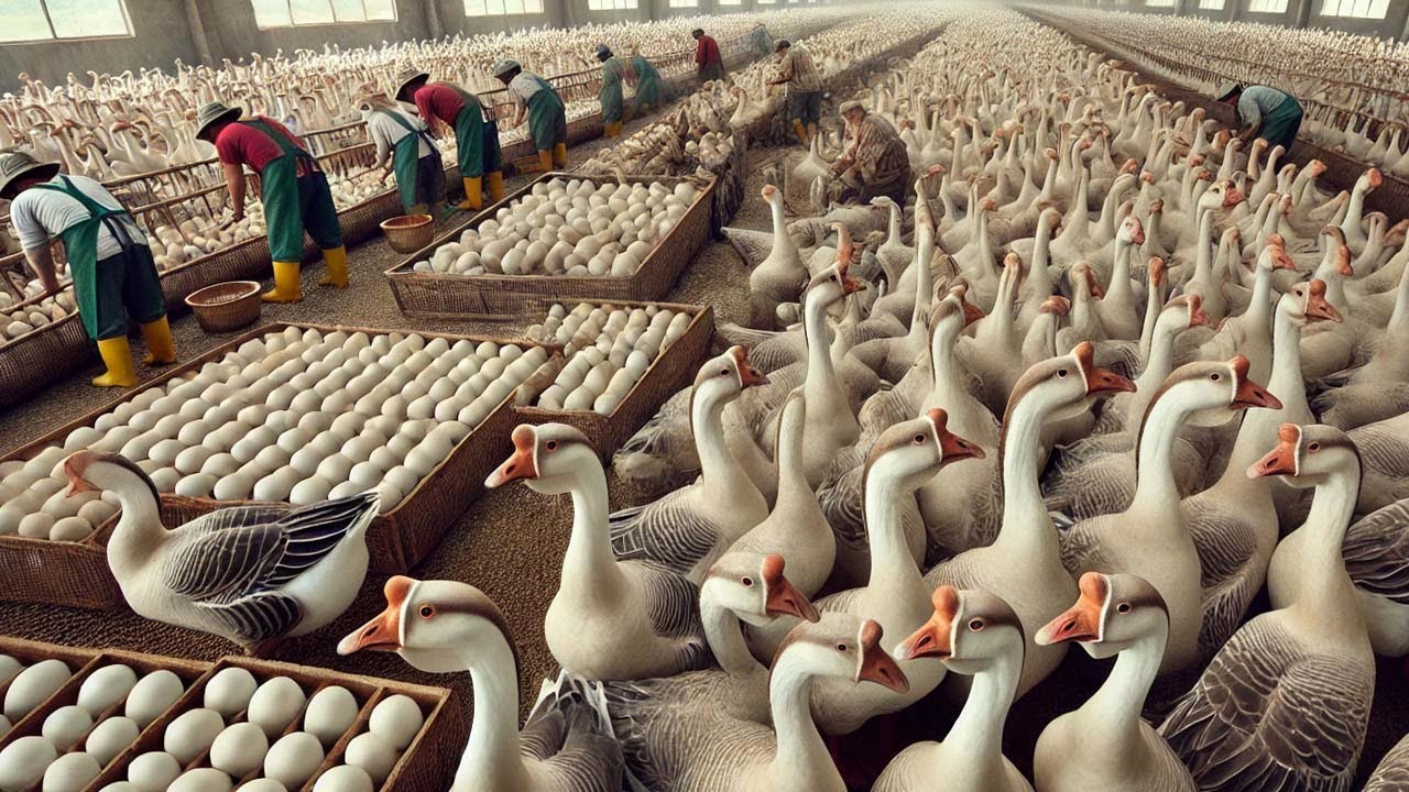 Como Os Agricultores Chineses Criam Centenas De Milhões De Gansos Para Obter Ovos E Carne
