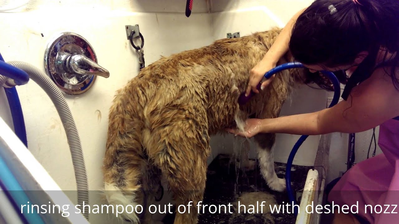 Groom on Akita using Sav ur Fur bathing deshed system