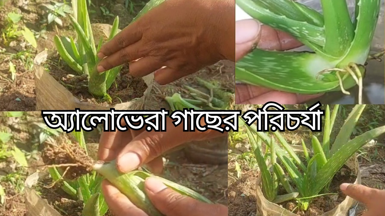 এলোভেরা গাছের যত্ন এবং পরিচর্যা/এলোভেরা গাছ লাগানোর নিয়ম/ aloevera plant care/ grow aloe vera plant