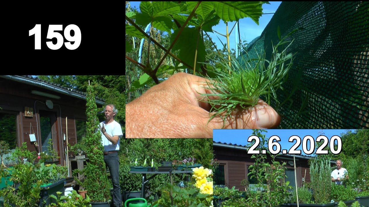 Garten anfang Juni auf zum schneiden und der Gartenklimbim in den Hochbeeten. Erste Schnittmaßnahmen