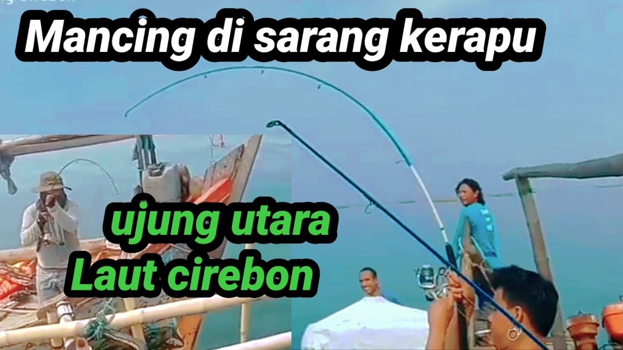 Mancing Di Sarang Kerapu Ujung Utara Laut Cirebon