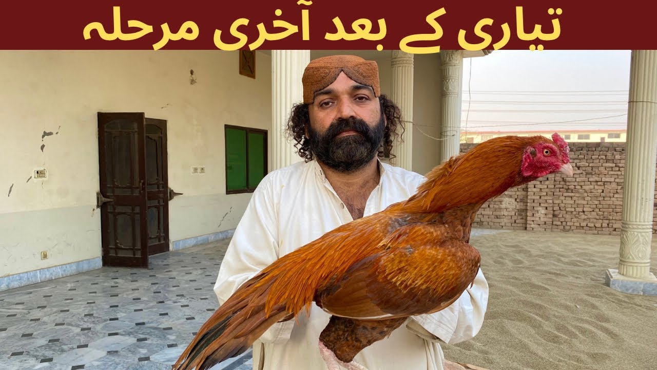 Murghay ki Tyari Kay Baad Akhri Marhala