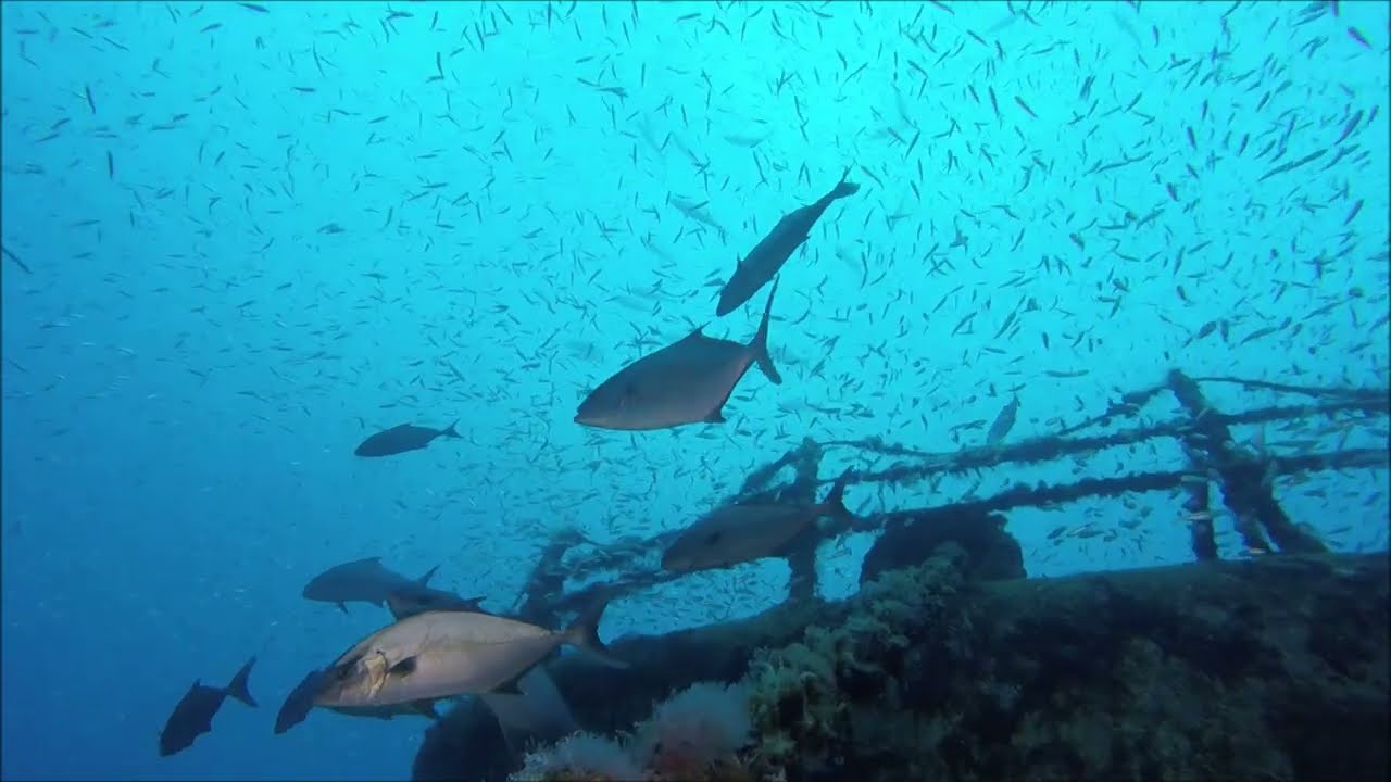 Diving - Porto Santo