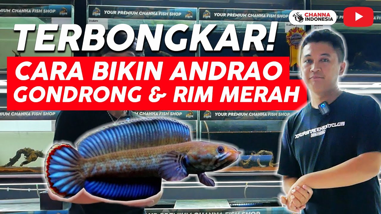 GINAN AQUATIC BICARA SOAL CHANNA ANDRAO