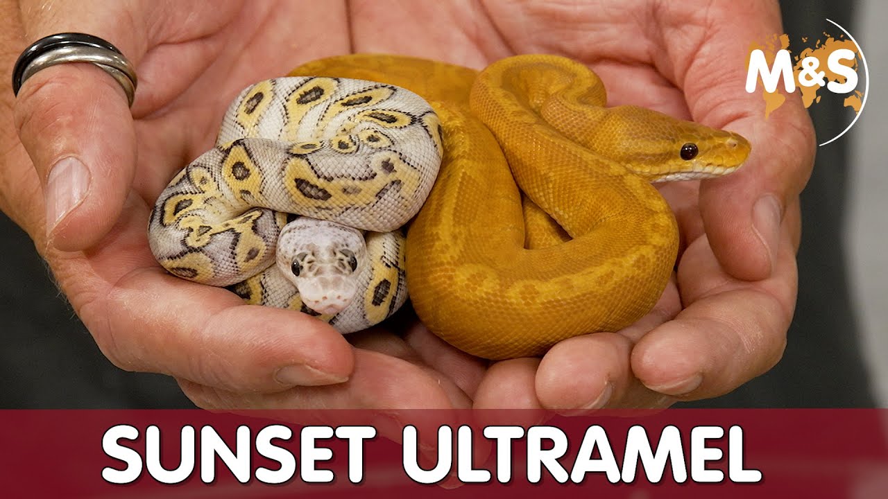 Mein Lotto Gewinn | SUNSET ULTRAMEL Jackpot geknackt! | Brutraum Update 2021