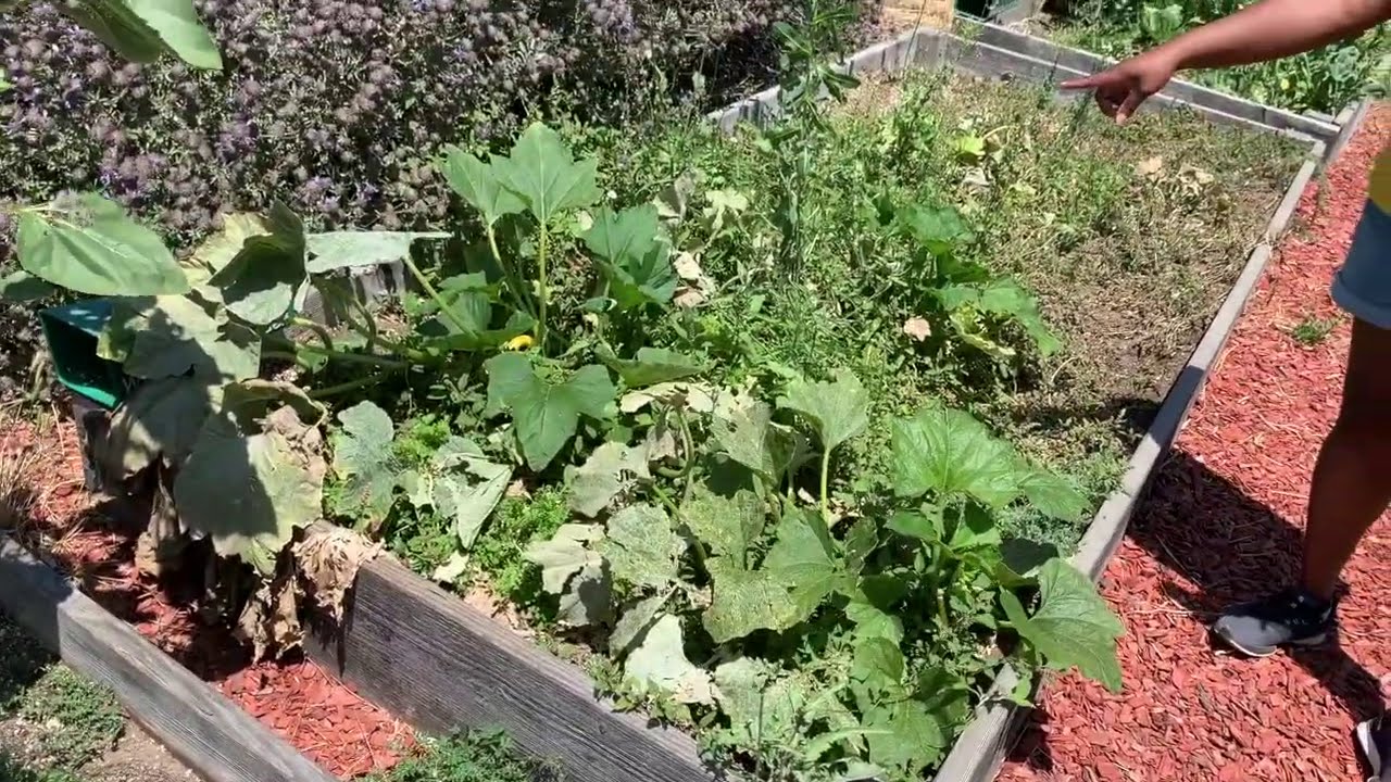 Tour of Willowbrook Community Garden