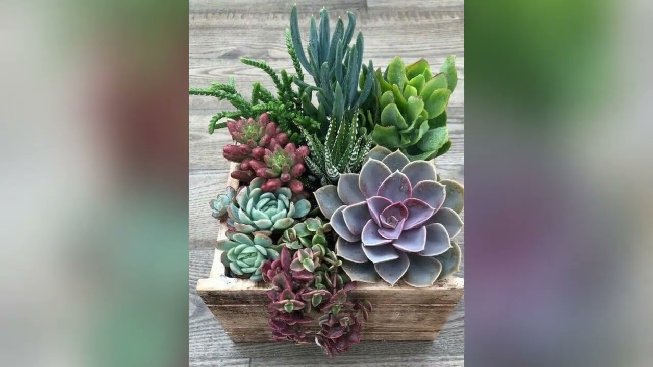 🌸💮🌵 Hermosos Arreglos Para Centro De Mesa Con Suculentas Y Cactus Para La Decoración De Tu Hogar