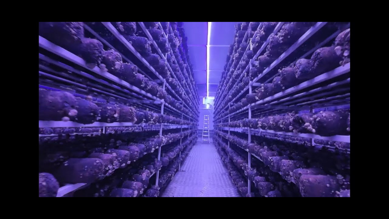 What is Mushroom Container Farm?