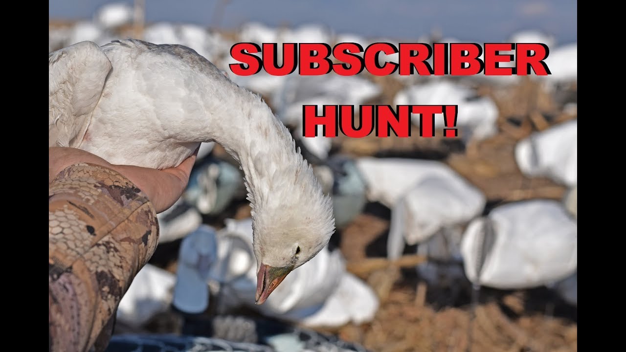 SNOW GOOSE HUNTING WITH SUBSCRIBERS! (E-Caller Tips)